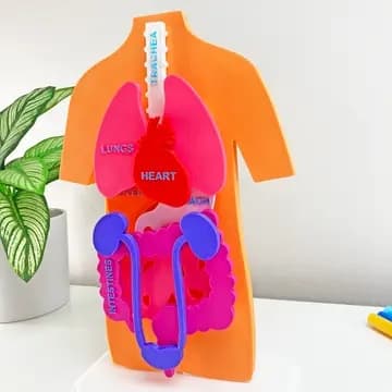 Puzzle 3D – Anatomia Corpului Uman și Organele Interne - Imaginea 3